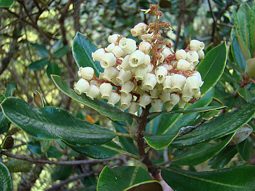 Image of summer holly