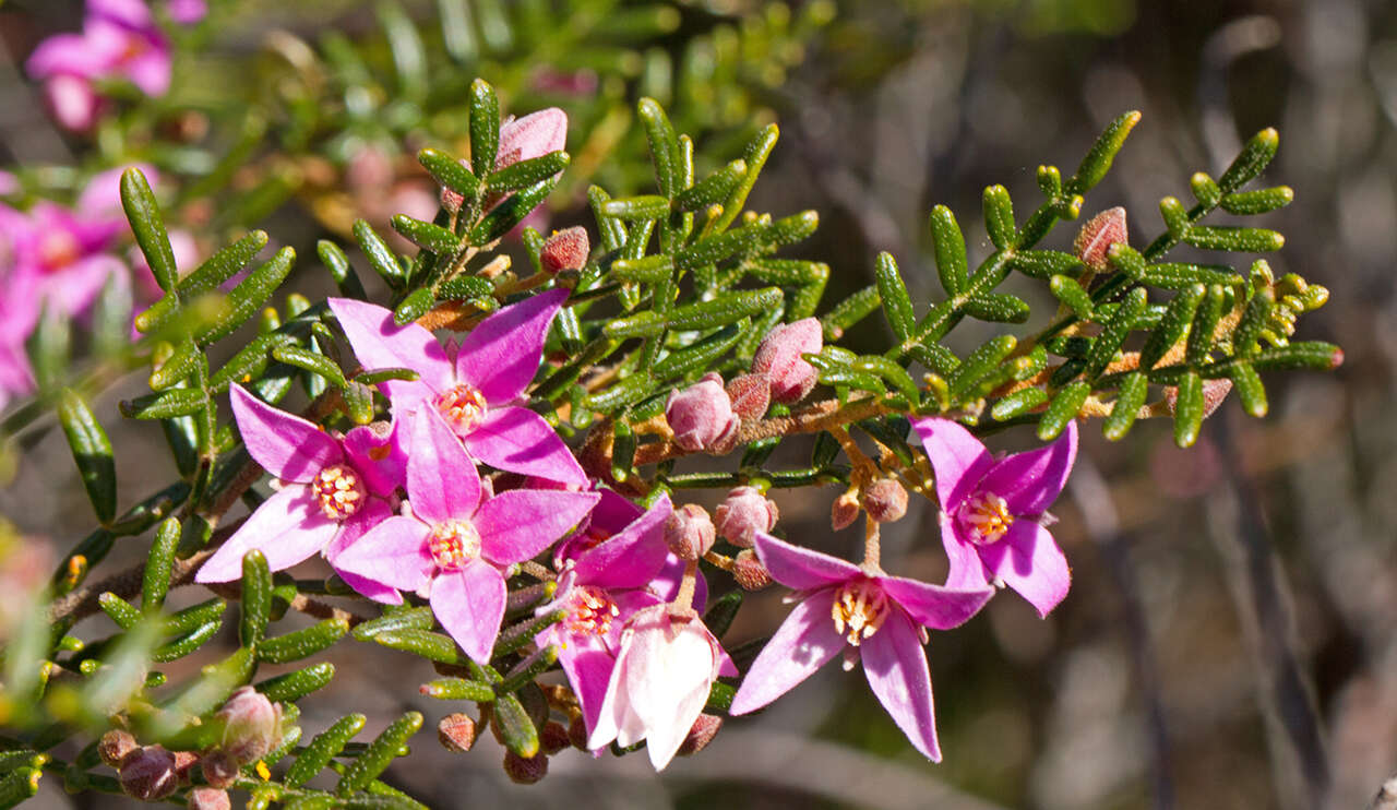 Image of Lovely Boronia