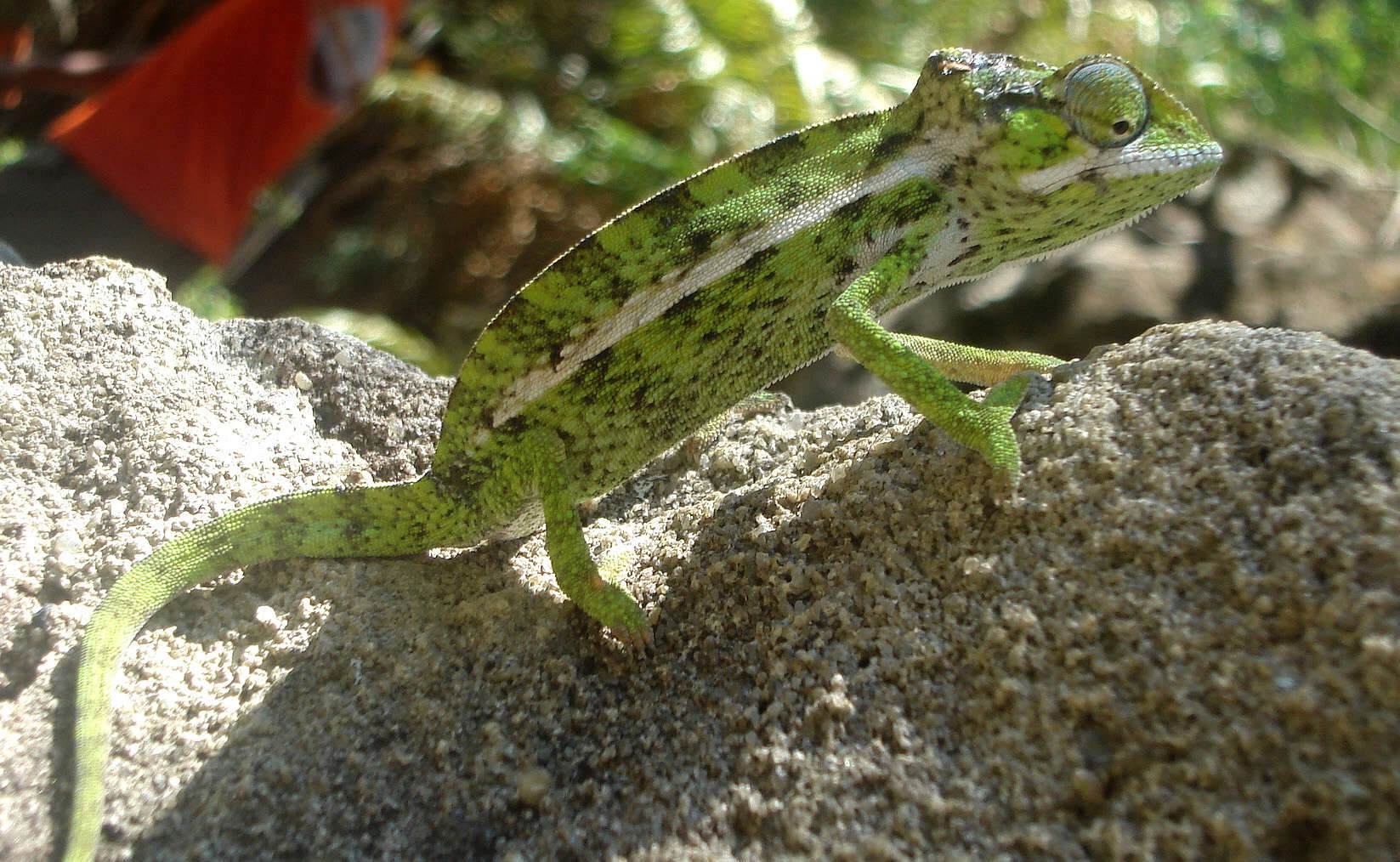 Image of Malagasy chameleons