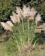 Image of pampas grass