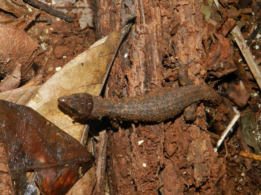 Image of night lizards