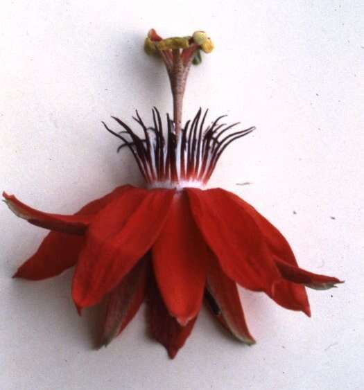 Image of Passiflora miniata Vanderpl.