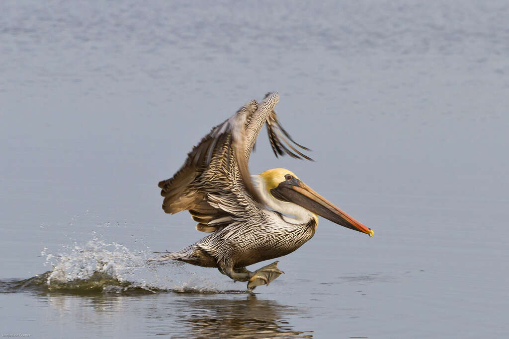 Image of pelicans