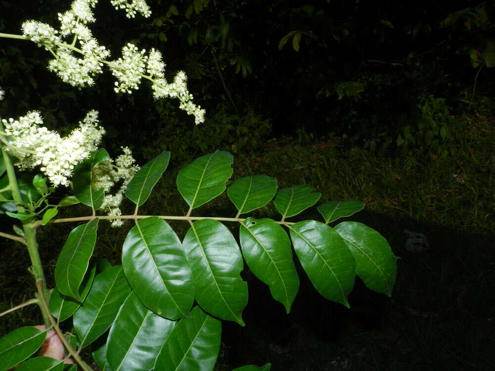 Image of hog plum