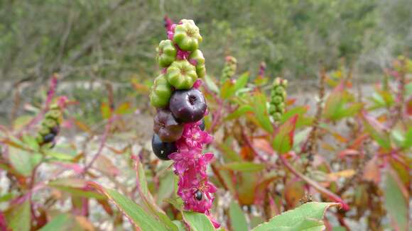 Image of tropical pokeweed