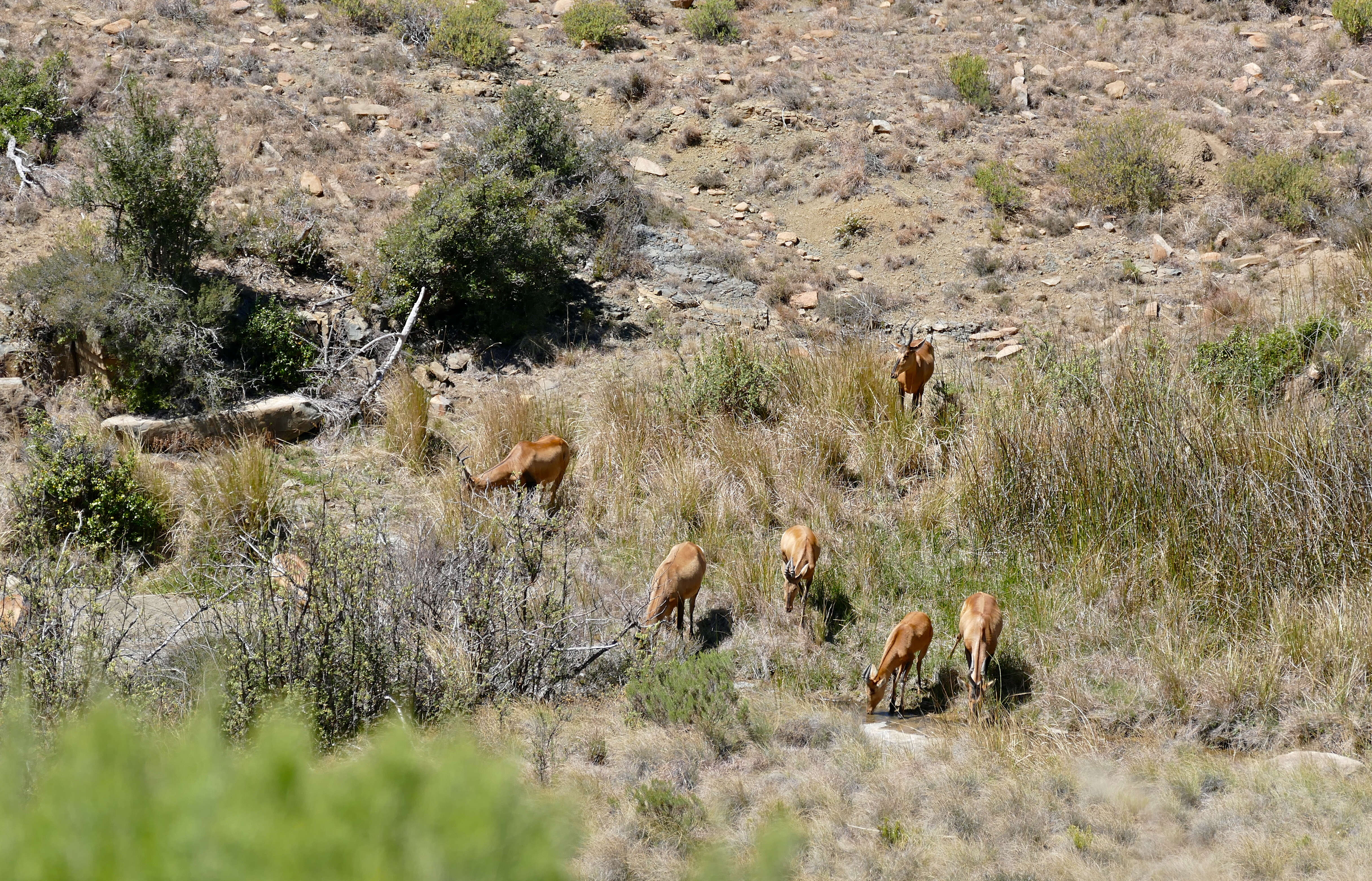 Image of Hartebeest