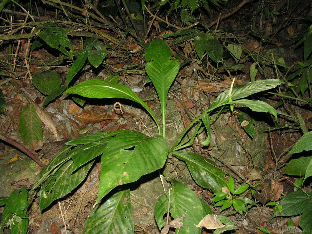Image of Anthurium acutifolium Engl.
