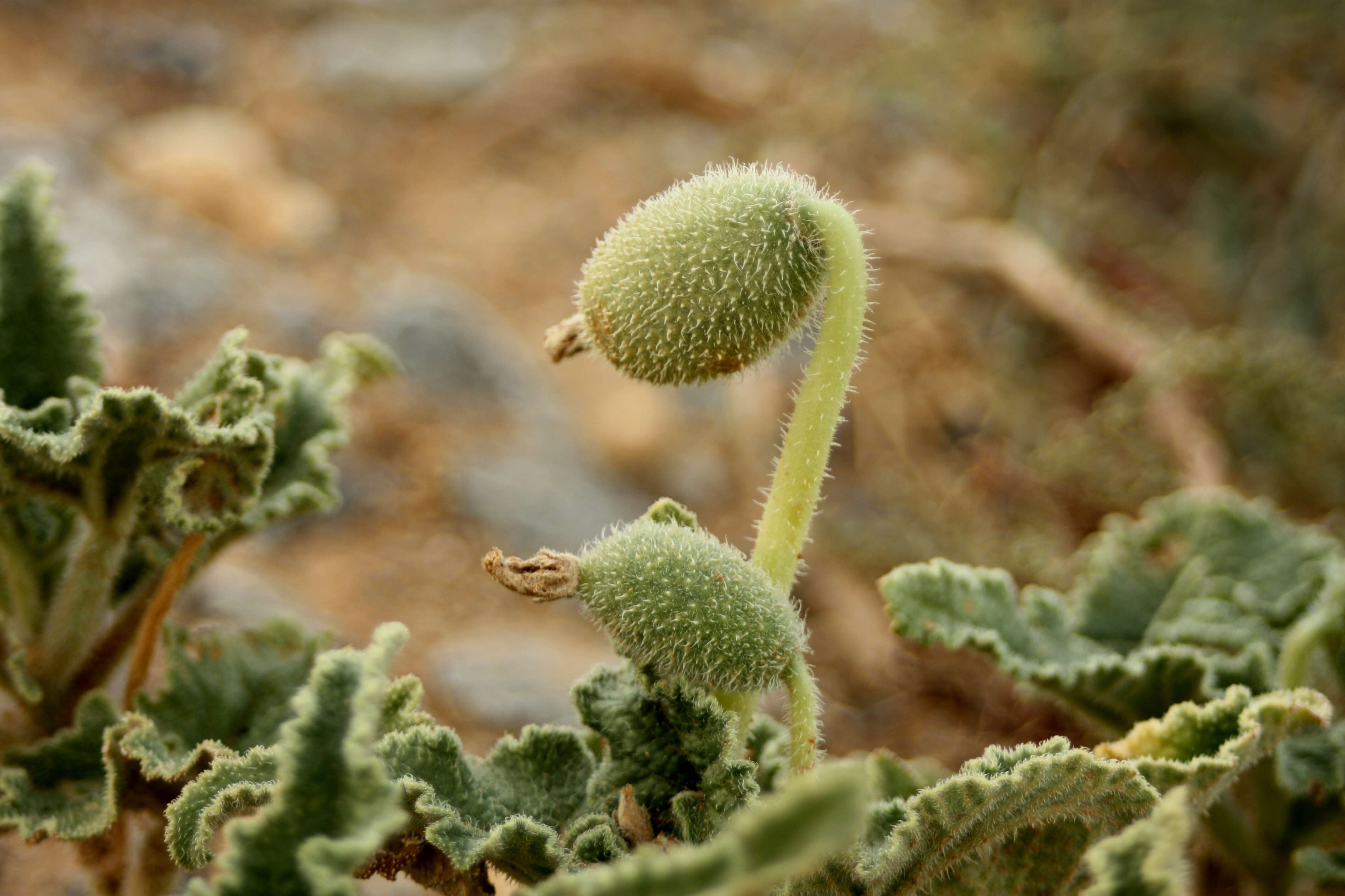 Image of squirting cucumber