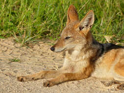 Image of coyote