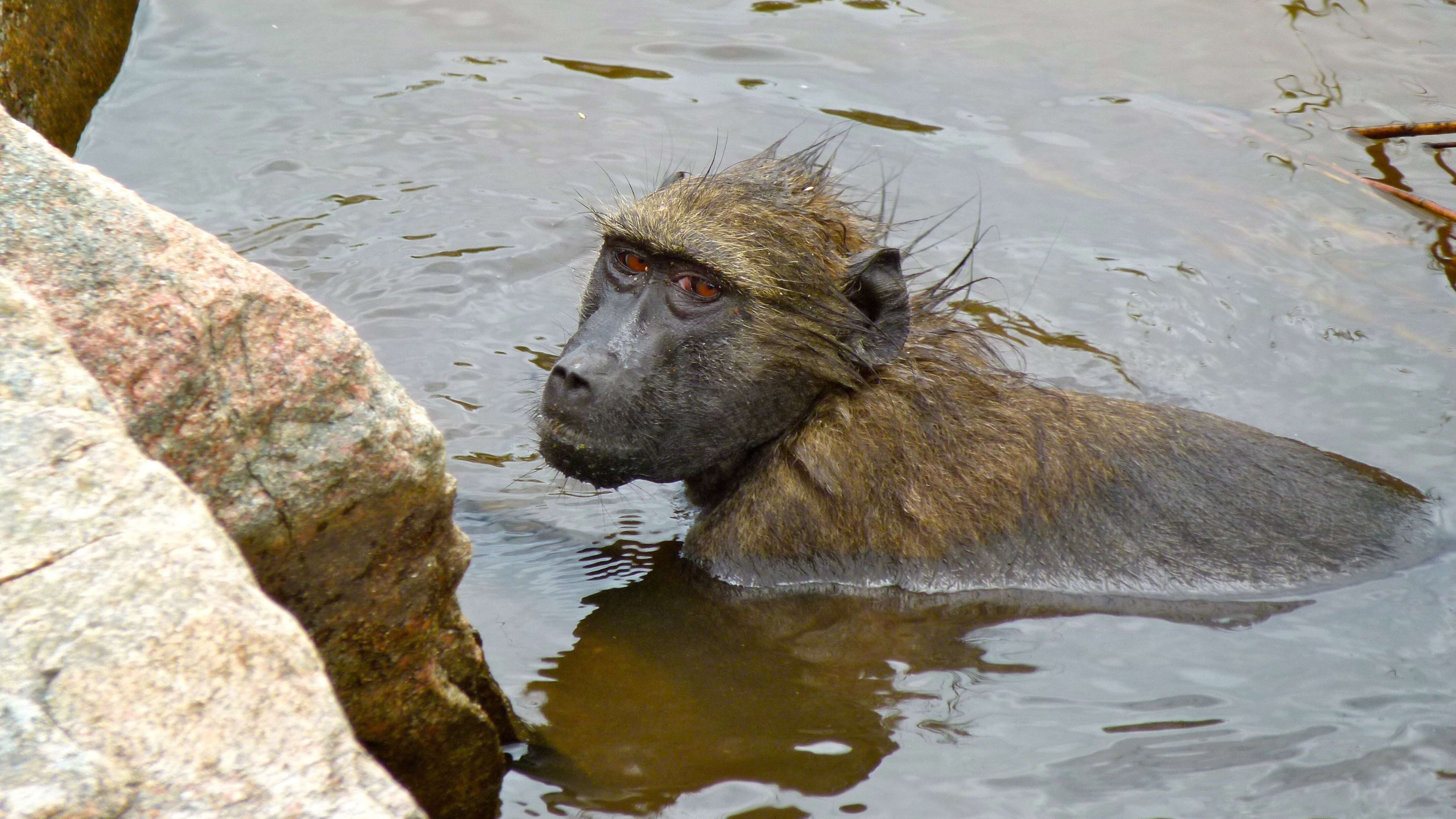 Image of Baboon