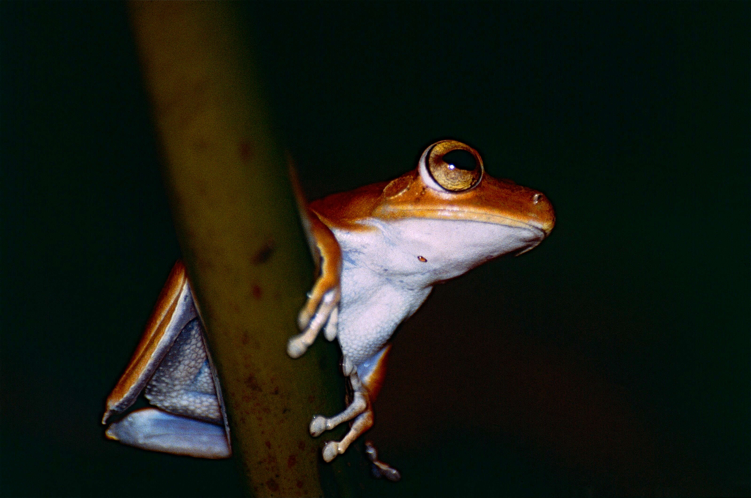 Image of Cophomantinae Hoffman 1878