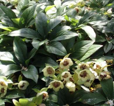 Image of lenten-rose