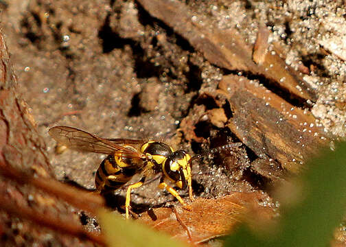 Image de Vespula maculifrons (Buysson 1905)