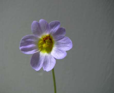 Image of southern butterwort