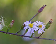 Image of rice button aster