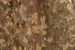 Image of ironwood