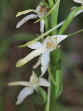 Image of lesser butterfly-orchid