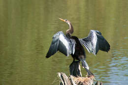 Image de Anhinga d'Amérique