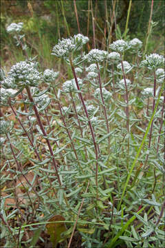 Слика од Teucrium capitatum L.