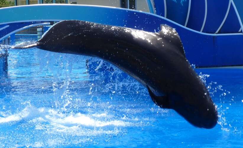 Image of Blackfish