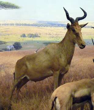 Image of Hartebeest