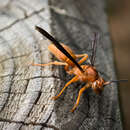 Image of Red Wasp