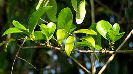 Image of Garcinia gardneriana (Planch. & Triana) D. C. Zappi