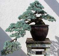 Image of Atlas Cedar