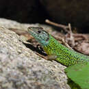 Image of Iberian Emerald Lizard