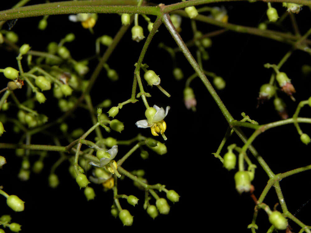 Image of Conostegia dissitiflora (Almeda) Kriebel