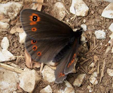 Image of woodland ringlet