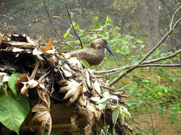 Image of hamerkop