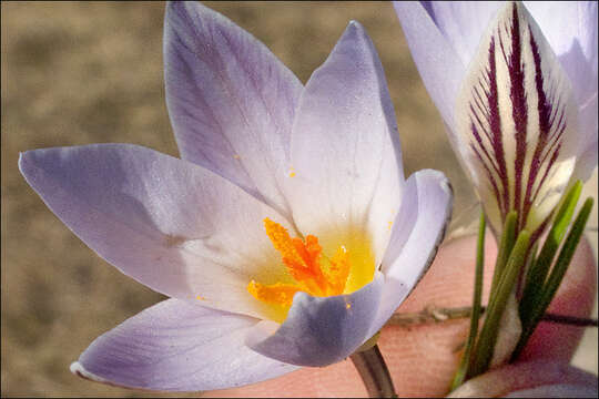 Image of Cloth-Of-Gold Crocus