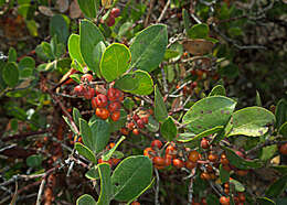 Image of Arctostaphylos crustacea Eastw.