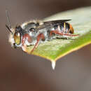 Image of Megachile rottnestensis Rayment 1934