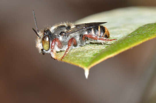 Image of Megachile rottnestensis Rayment 1934