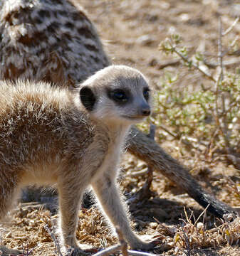 Image of Suricata Desmarest 1804