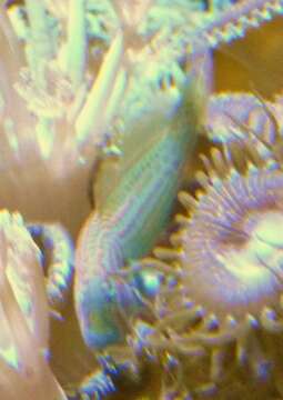 Image of Actor Coral Goby