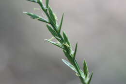 Image of perennial ryegrass