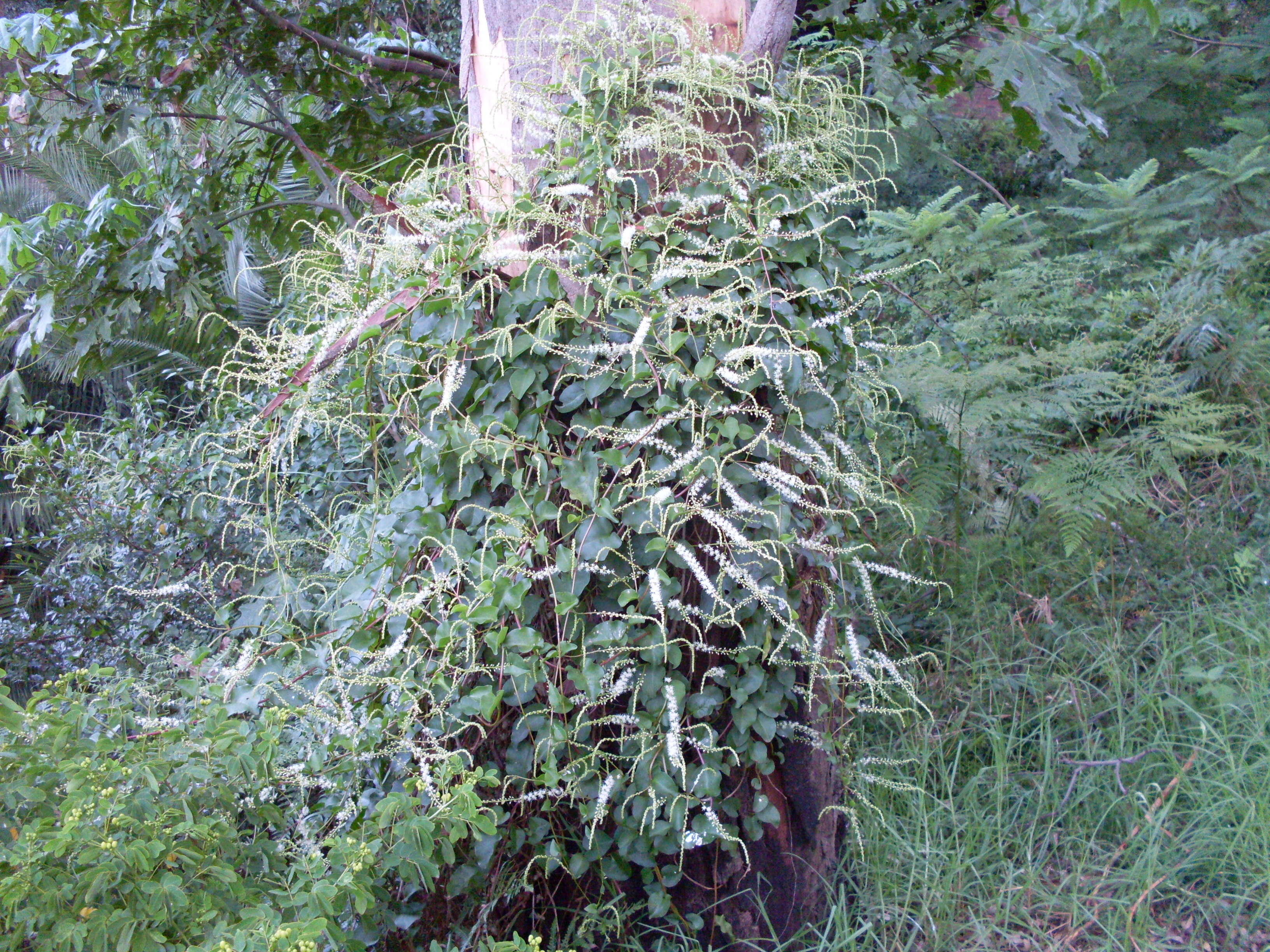 Image of Basellaceae