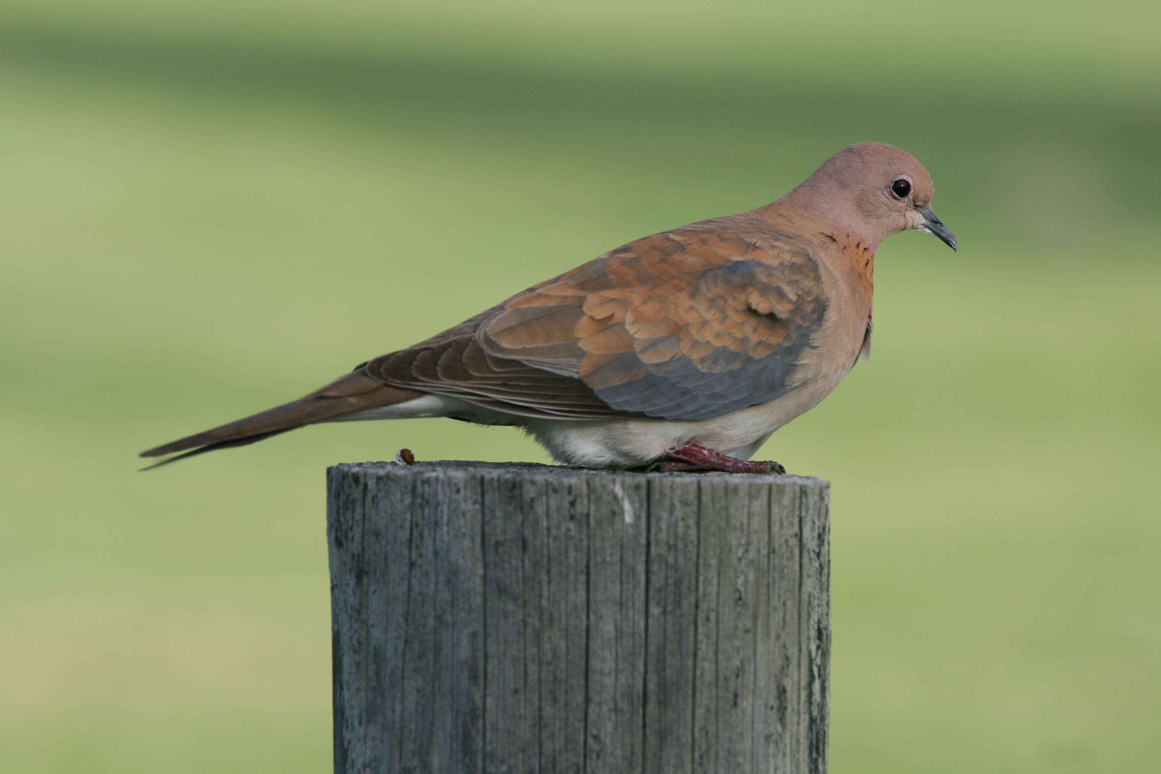 Image of laughing dove