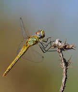 Image of Red-veined Darter