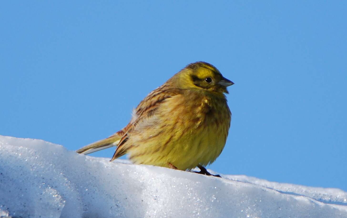 Image of Emberiza Linnaeus 1758