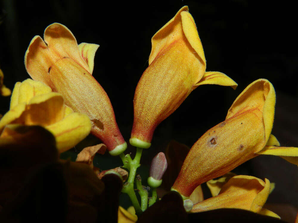 Image of Bignonia hyacinthina (Standl.) L. G. Lohmann