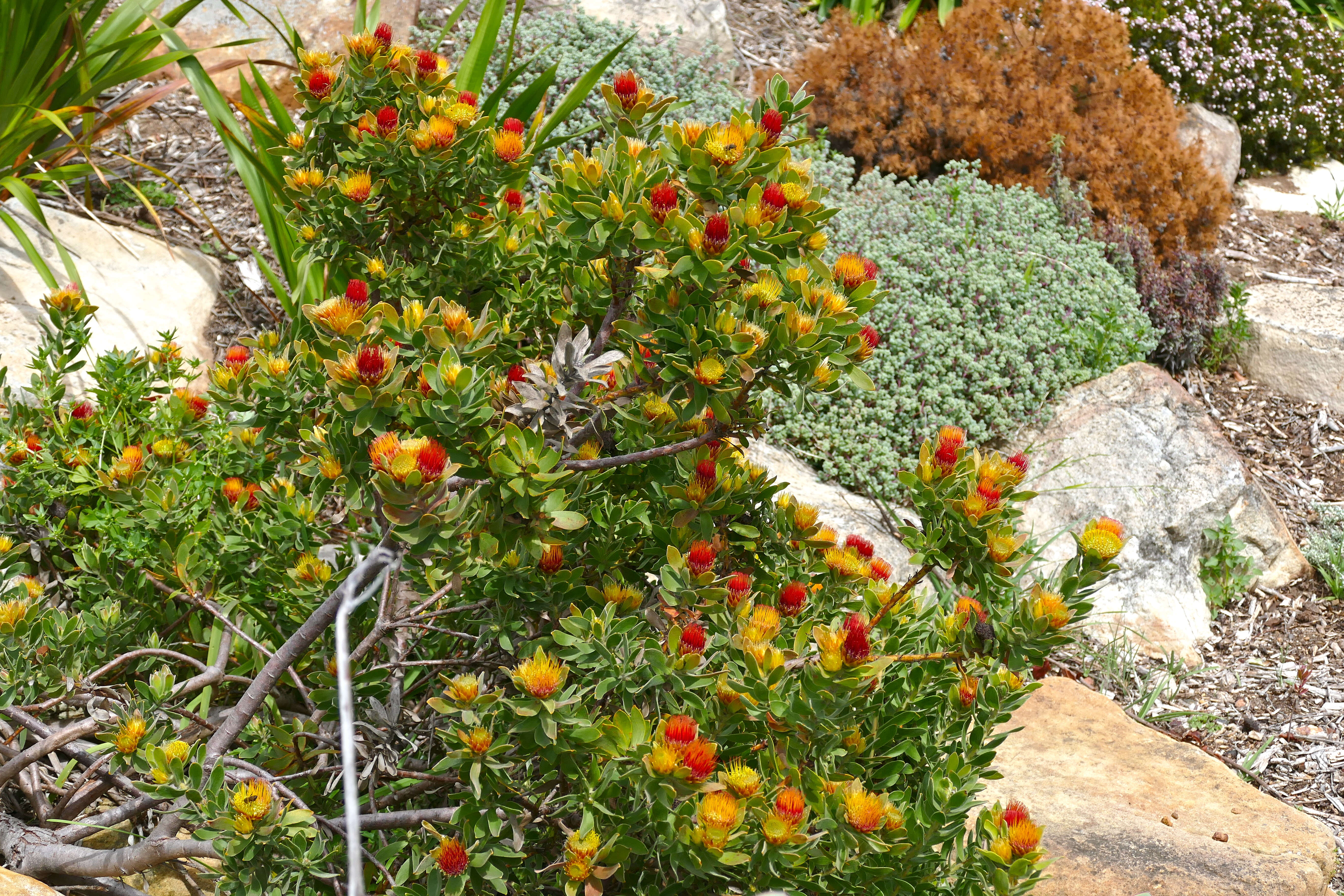 Image of Leucospermum oleifolium (P. J. Bergius) R. Br.