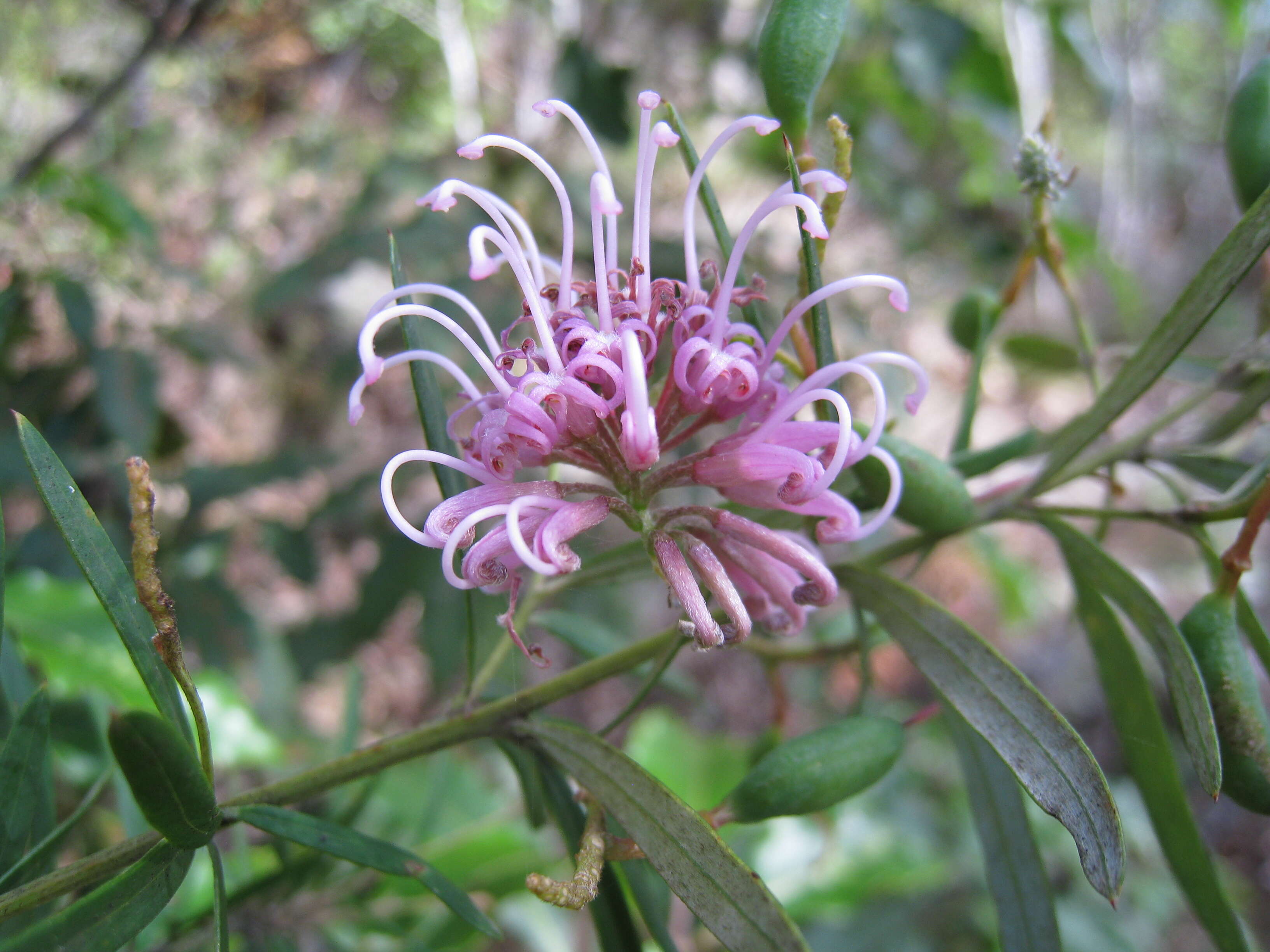 Image of Grevillea sericea (Sm.) R. Br.