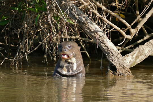 Image of giant otter