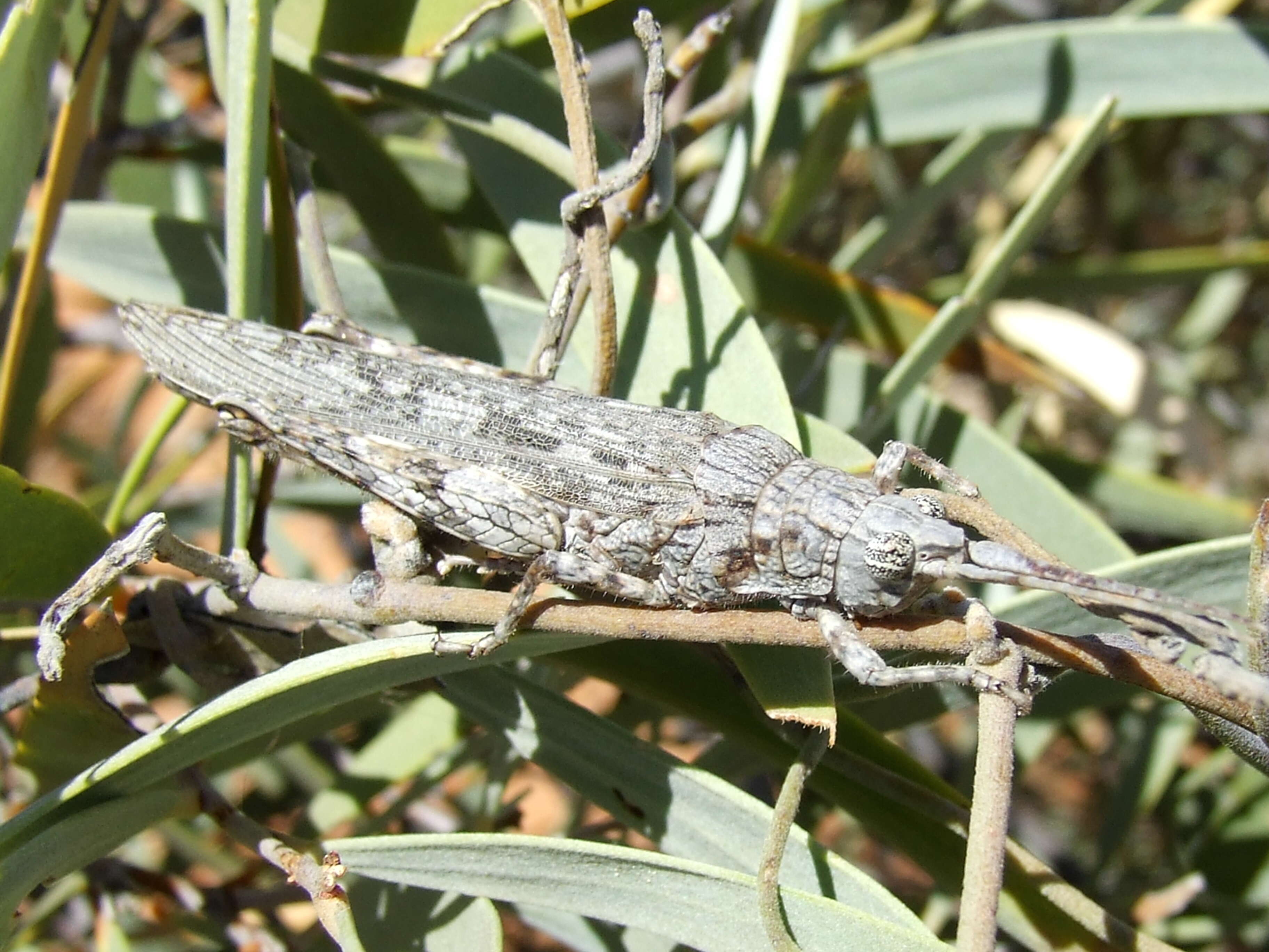 Image of Coryphistes