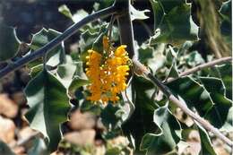 Image of Grevillea miniata W. V. Fitzg.