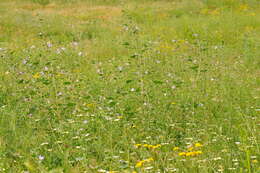 Image of Cornish mallow